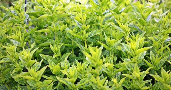 北部平原の芝生管理：草種選びと水やりのコツ