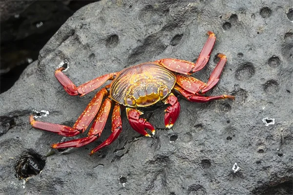 日陰の庭で映える！春に種から育てる花7選