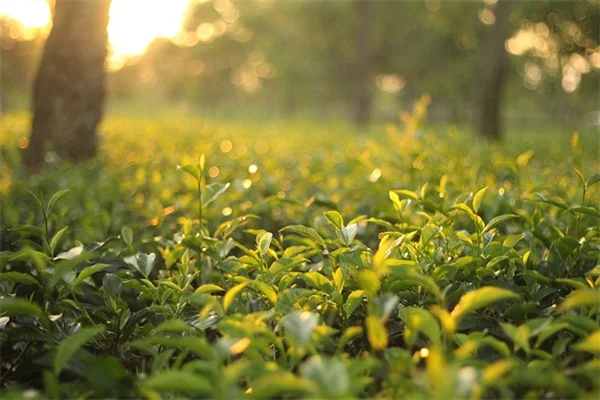 蜜腺の役割とは？花の蜜腺の秘密を徹底解説
